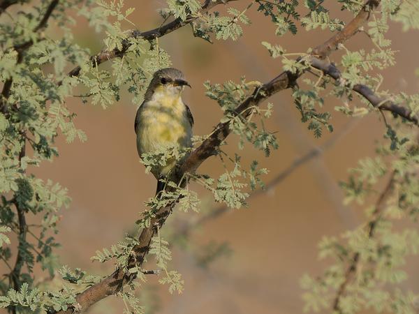 <h3><a href="/trips/oman/biota/animalia/chordata/aves/040 passeriformes/112 nectariniidae/cinnyris asiaticus/cinnyris asiaticus-nl.html">Cinnyris&nbsp;asiaticus</a> / Purple&nbsp;sunbird / Purperhoningzuiger</h3>OM-1 Mark II met OLYMPUS M.150-400mm F4.5 TC, 1/2000 sec  bij F5.6, ISO 640, afstand 15.1&nbsp;m